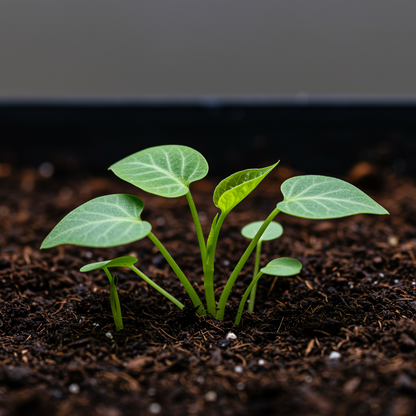 Saruma Henryi Flower Seeds for Garden Planting