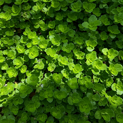 Chickweed Flower Seeds - Chickweed Flower Seeds for Garden