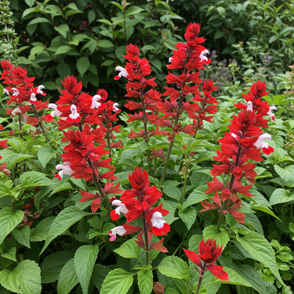Red Lips Flower Seeds - Salvia Hot Lips Flower Seeds for Garden