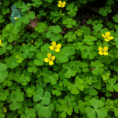 Procumbent Yellow Sorrel Grass Seeds - Sorrel Flower Seeds for Garden