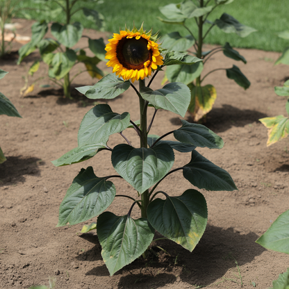 Cherry Chocolate Sunflower Seeds - Chocolate Sunflower Seeds for Garden