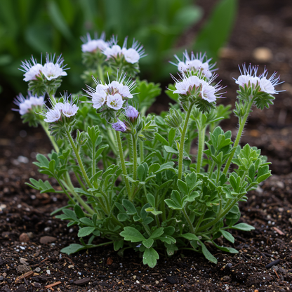 Phacelia Tanacetifolia Seeds - Phacelia Flower Seeds for Garden