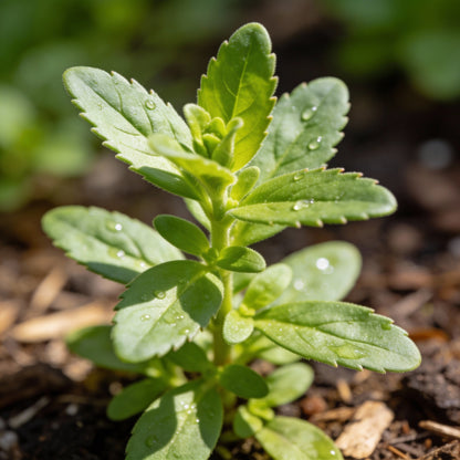 Mimulus Cardinalis Seeds for Garden Planting