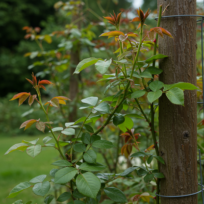 Rosa Filipes Kiftsgate Seeds for Garden Planting