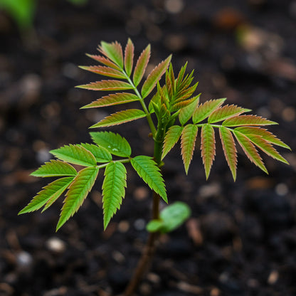 Green Toona Tree Seeds for Planting – Fresh Leaf Tree Seeds