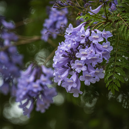 Blue Jacaranda Tree Seeds for Planting – Ornamental Flowering Tree Seeds (20 Seeds)