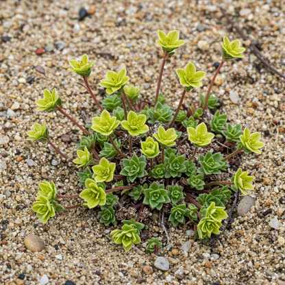 Saxifraga Paniculata Minutifolia Seeds for Rock Gardens and Borders