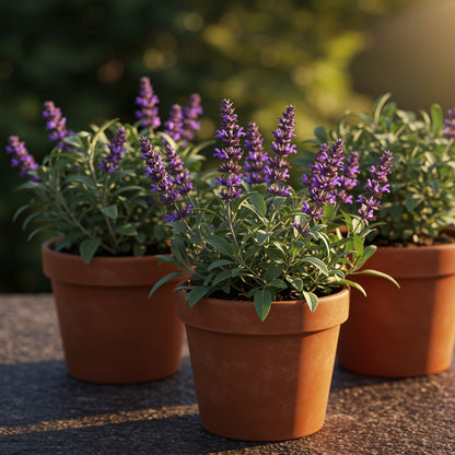 Broadleaf Sage Seeds – Premium Culinary & Aromatic Perennial Herb