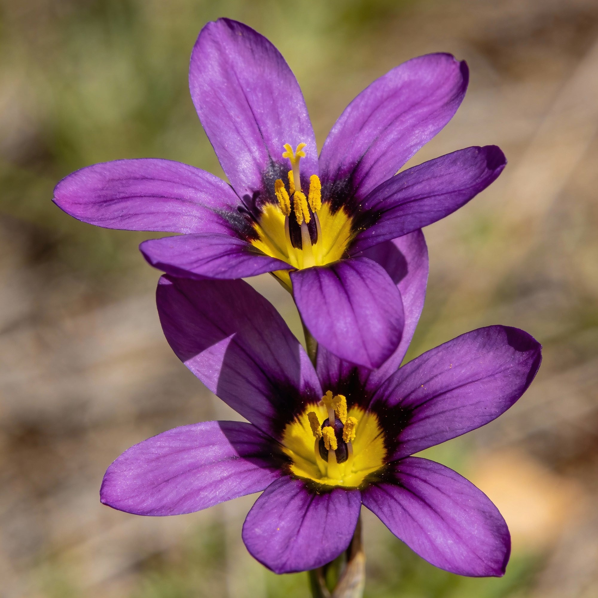 romulea-tortuosa-flower-seeds-for-garden-planting