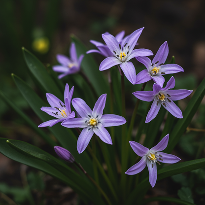 Scilla Autumnalis Seeds – Gardening Bulbs for Fall Planting & Spring Blooms
