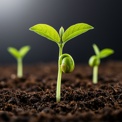 Apple Guava Seeds – Sweet & Crunchy Tropical Fruit Seeds for Home Gardening