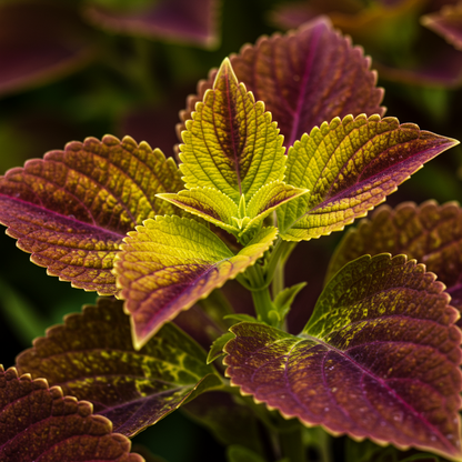 Coleus Wizard Sunset Seeds for Garden Planting