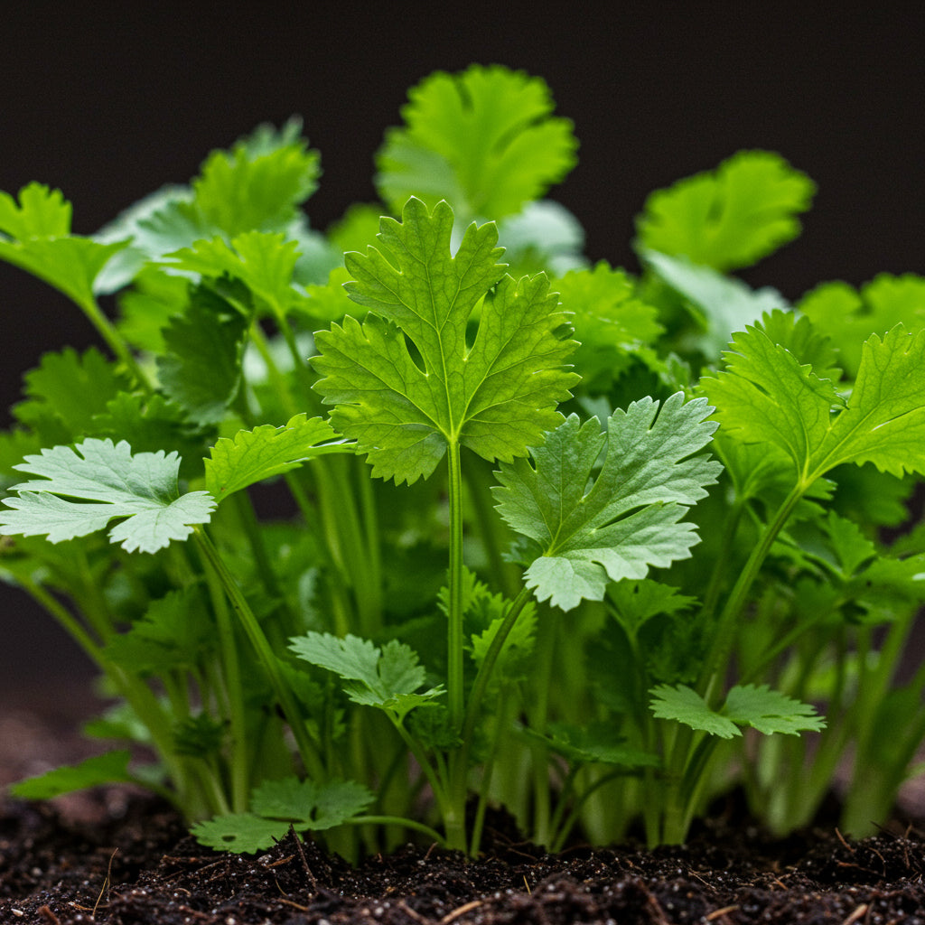 cilantro-slow-bolting-seeds-organic-coriander-for-home-gardens