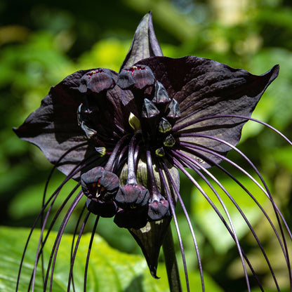 Tacca Chantrieri Seeds for Garden Planting