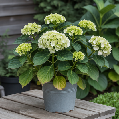 Smooth Hydrangea Seeds for Planting – Hardy Low-Maintenance Shrub with Stunning White Blooms