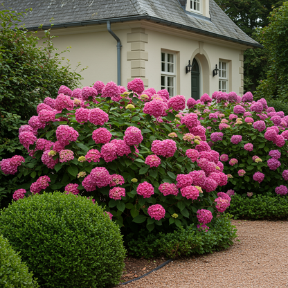 Invincibelle Spirit Hydrangea Seeds for Planting – Stunning Pink Blooms Hardy & Reblooming All Season