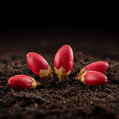 Dwarf Cold Hardy Rhododendron Seeds for Planting – Deep Red Flowers for Year-Round Beauty