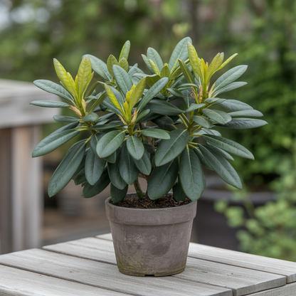 Dwarf Cold Hardy Rhododendron Seeds for Planting – Deep Red Flowers for Year-Round Beauty