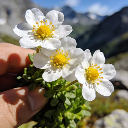 Draba Korabensis Flower Seeds for Garden Planting