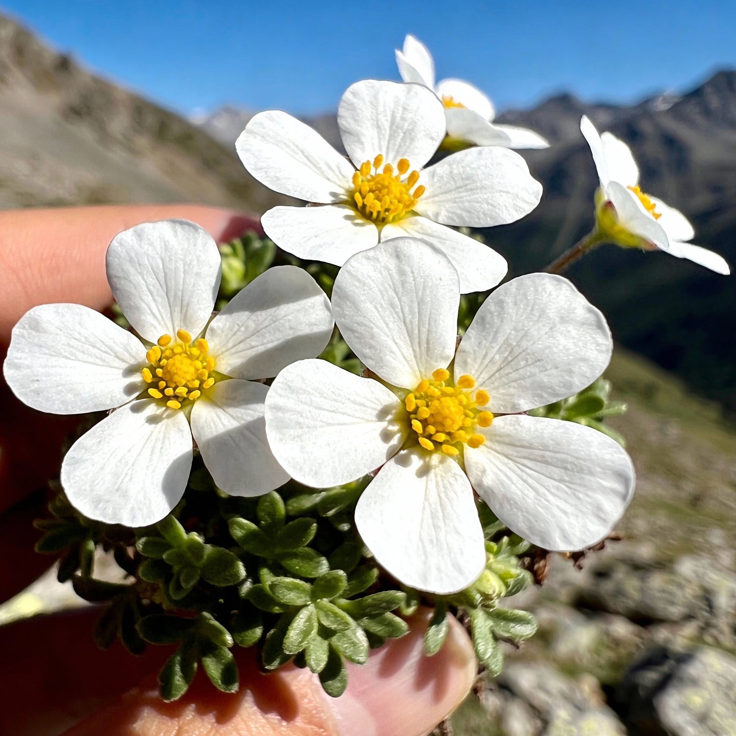 Draba Korabensis Flower Seeds for Garden Planting