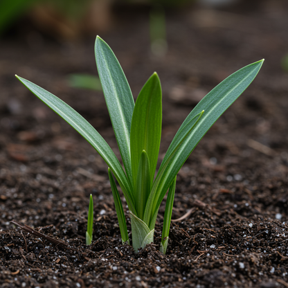 Colchicum Speciosum Bornmuelleri Flower Seeds for Garden Planting