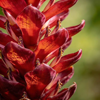Hedychium Rubrum Seeds – Exotic Red Ginger Lily
