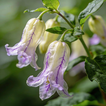 Codonopsis Lanceolata Seeds for Garden Planting