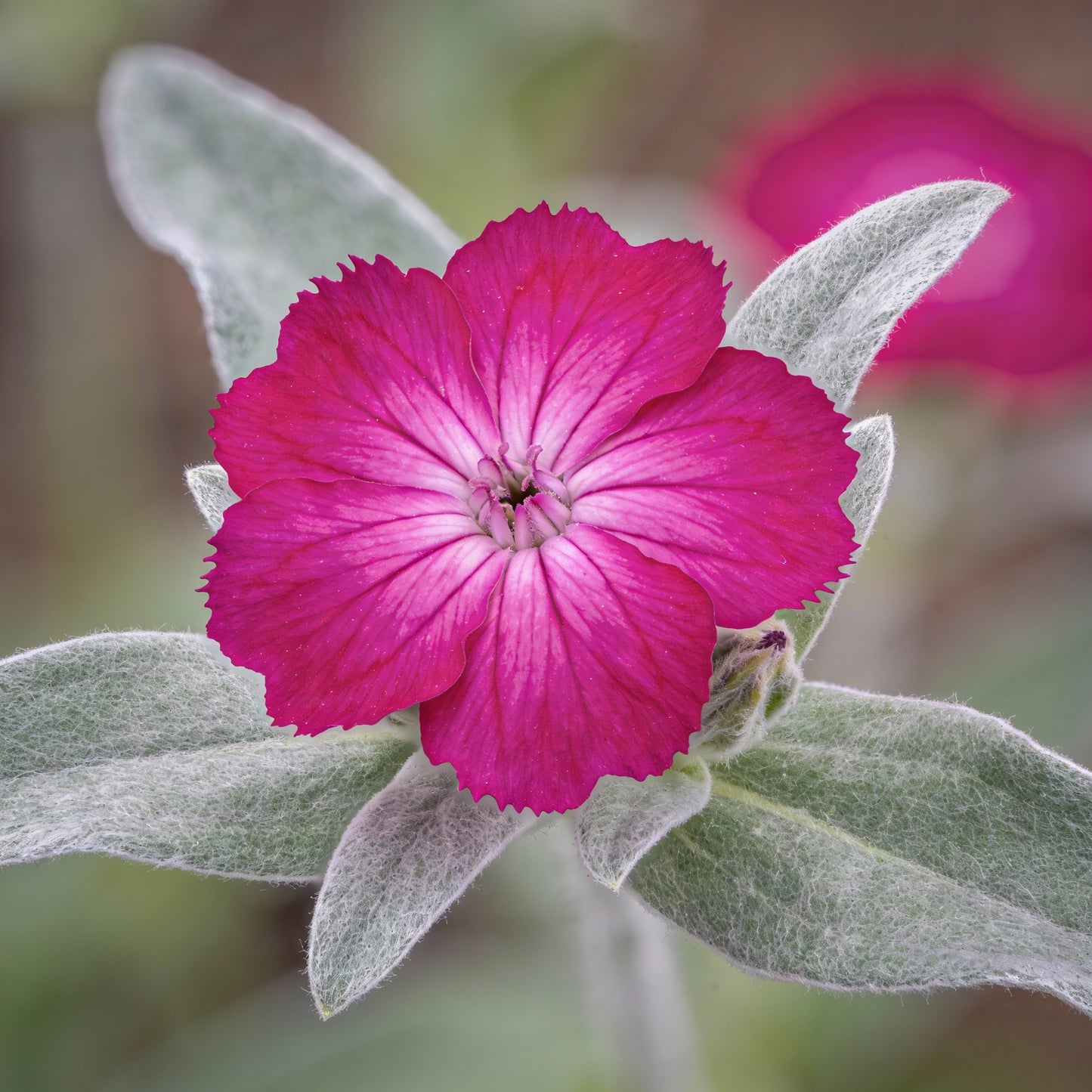 Lychnis Flos-Jovis Seeds for Garden Planting