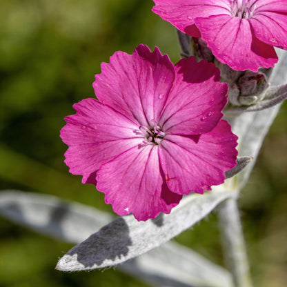 Lychnis Flos-Jovis Seeds for Garden Planting