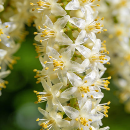 Elmera Racemosa Flower Seeds for Garden Planting