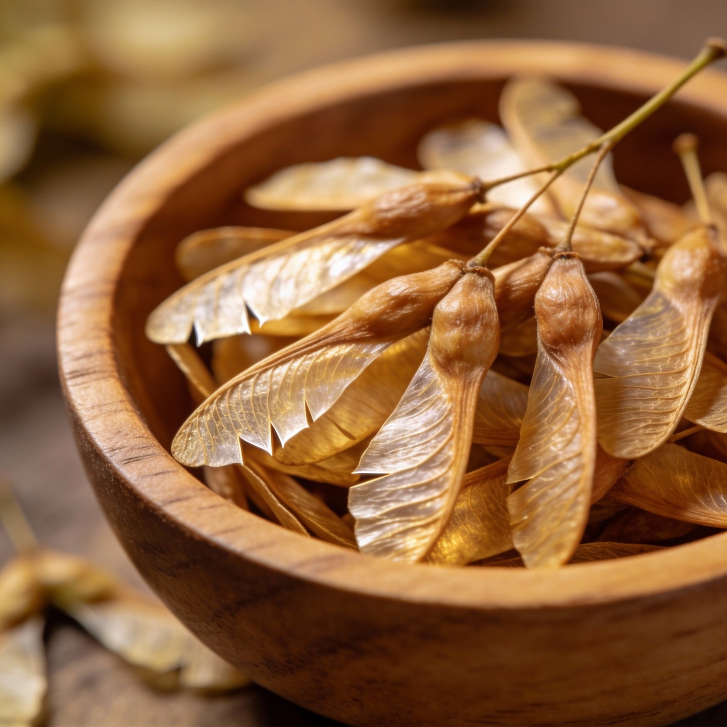 Fraxinus Sieboldiana Seeds for Garden Planting