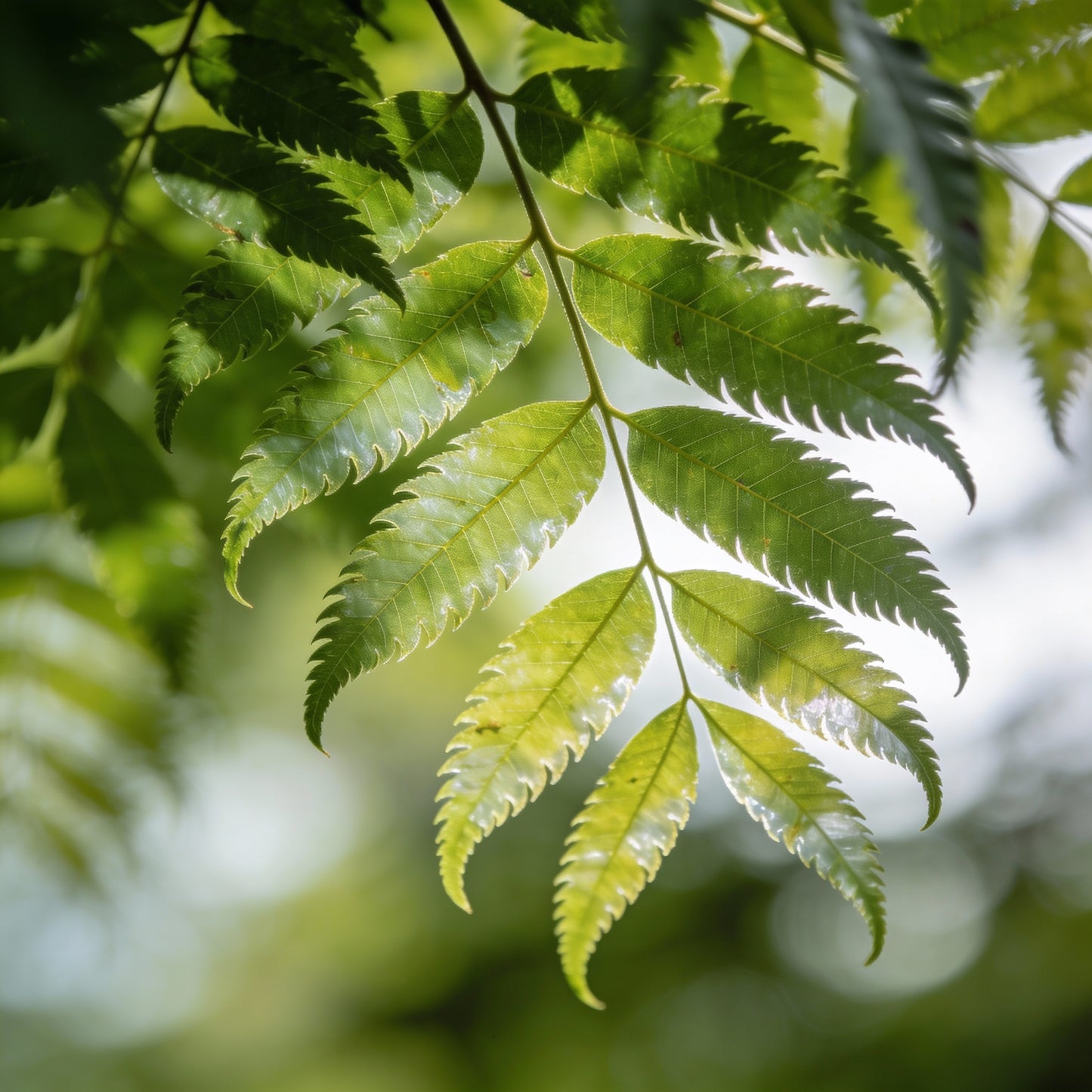 Fraxinus Sieboldiana Seeds for Garden Planting