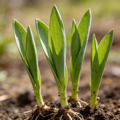 Tulip Annie Schilder Flower Seeds Bright Spring Garden Blooms