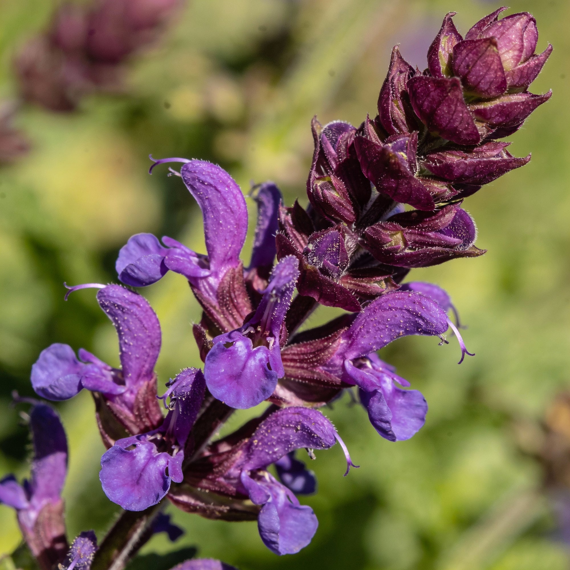 allheal-seeds-premium-herbal-garden-plant