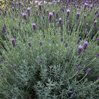 Spanish Lavender Lavandula Stoechas Seeds - Lavender Flower Seeds for Garden