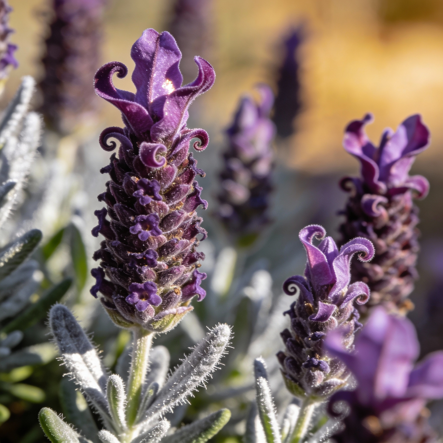Spanish Lavender Lavandula Stoechas Seeds - Lavender Flower Seeds for Garden