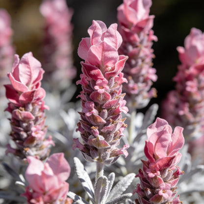 Rose Pink Lavender Seeds - Pink Lavender Flower Seeds for Garden