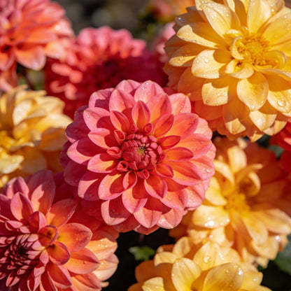 Mixed Coral and Gold Dahlia Flower Seeds - Dahlia Flower Seeds for Garden