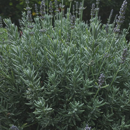 Lavender Blue Flower Seeds - Blue Lavender Flower Seeds for Garden