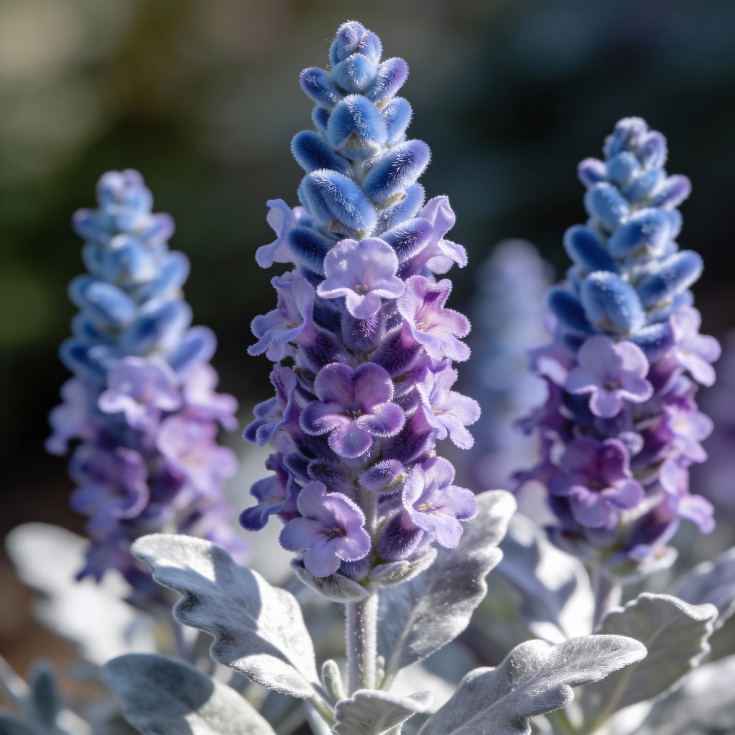 Lavender Blue Flower Seeds - Blue Lavender Flower Seeds for Garden