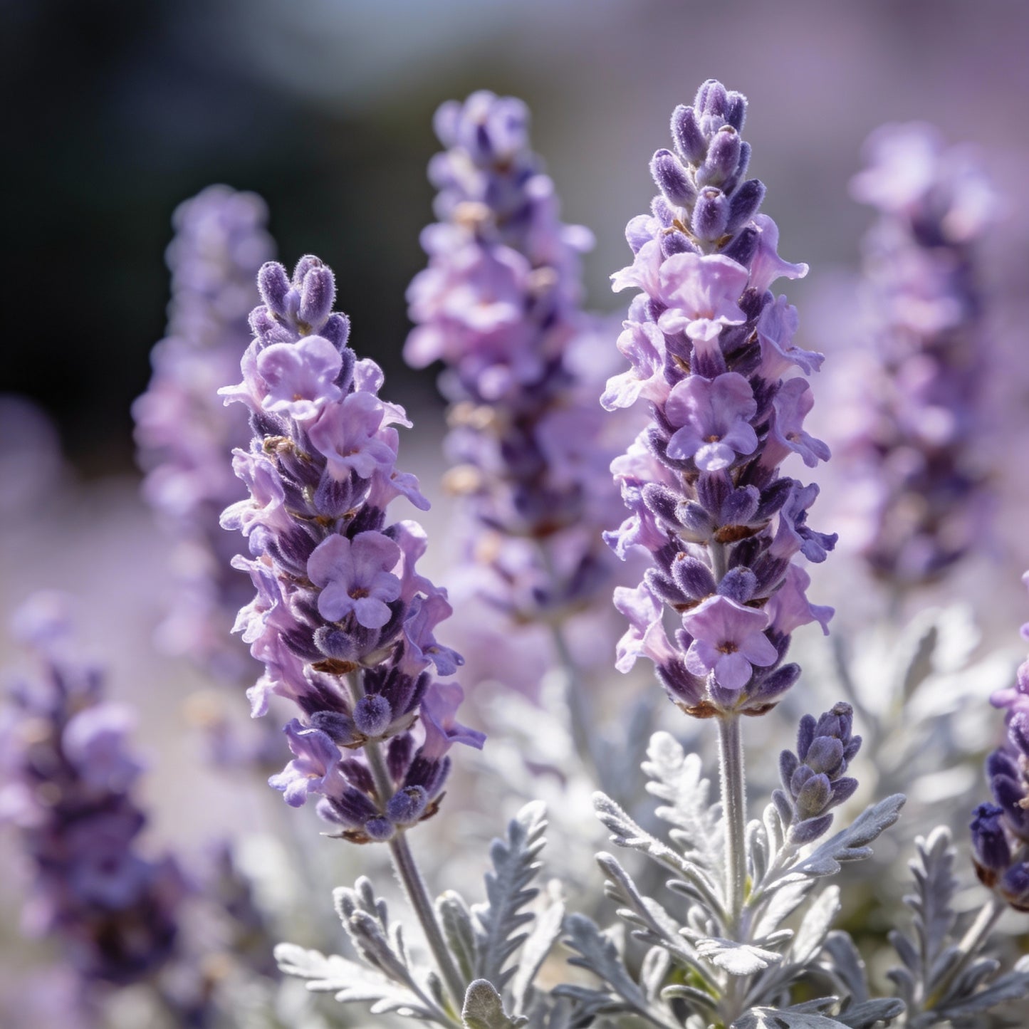 Lilac Lavender Seeds - Lavender Flower Seeds for Garden