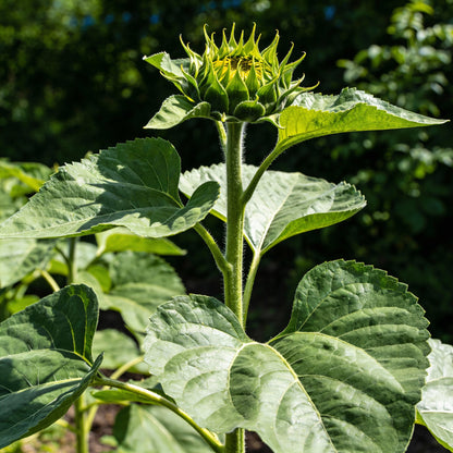 Autumn Beauty Sunflower Seeds - Multi Color Sunflower Seeds for Garden
