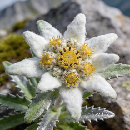 Nema Edelweiss Leontopodium Alpinum Flower Seeds for Garden Planting