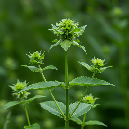 Wild Bergamot Seeds – Monarda fistulosa