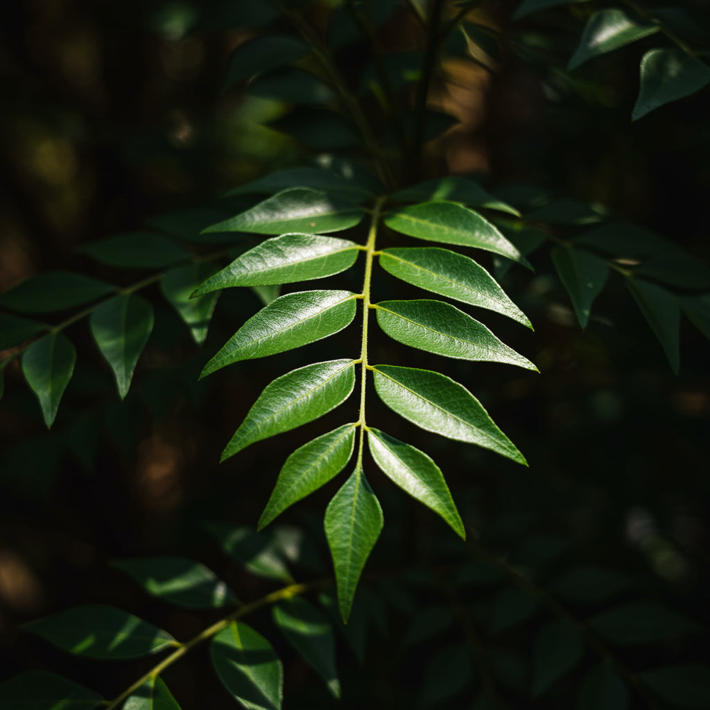 Exotic Curry Leaf Seeds — Murraya koenigii (Premium Organic)