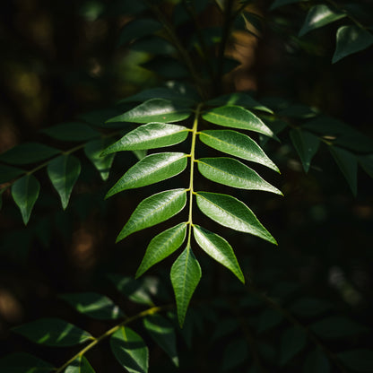 Exotic Curry Leaf Seeds — Murraya koenigii (Premium Organic)