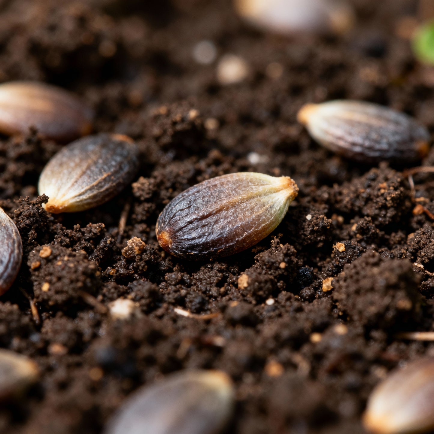 Pachysandra Seeds for Planting - Evergreen Groundcover