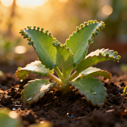 Bryophyllum Pinnatum Seeds for Planting - Kalanchoe pinnata