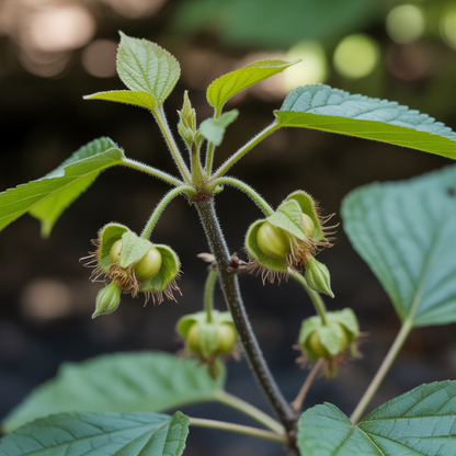 Organic Ground Cherry Golden Strawberry Seeds for Planting