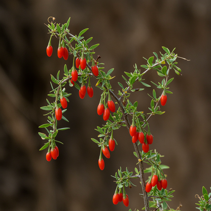 Himalayan Tibetan Goji Berry Seeds for Planting